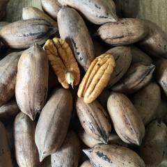 Tüplü Nadir Bulunan Verimli Sahil Pikan Cevizi Ceviz Fidanı