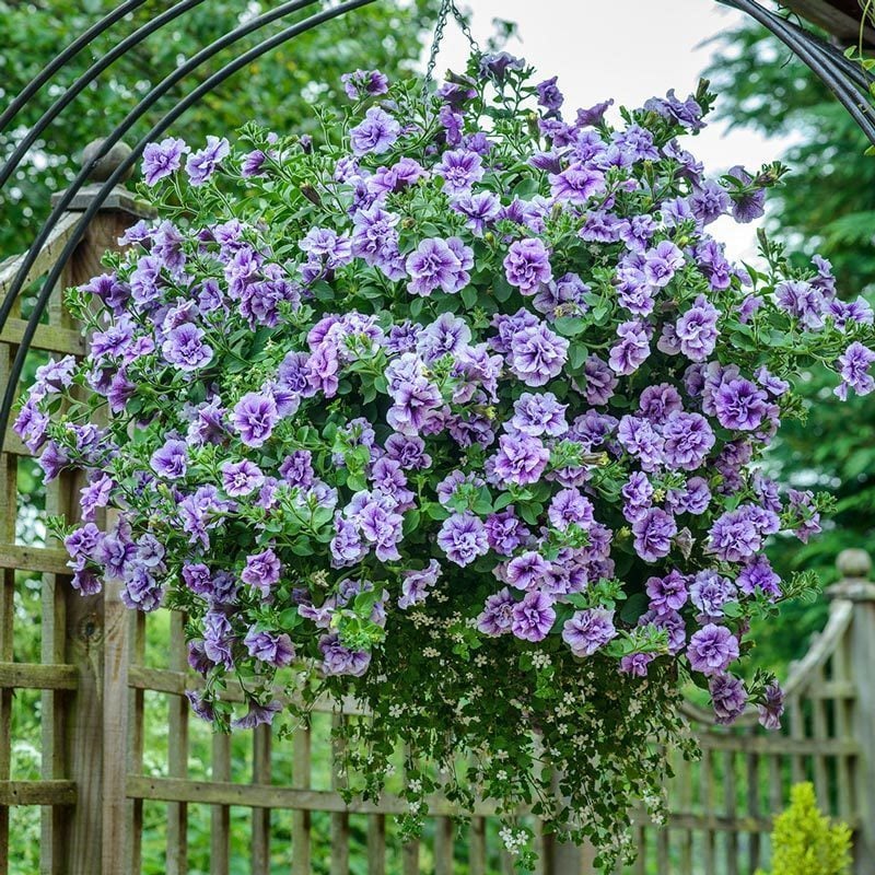 Calita Double Double Blue Calibrochoa Çiçeği Fidesi (2 adet)