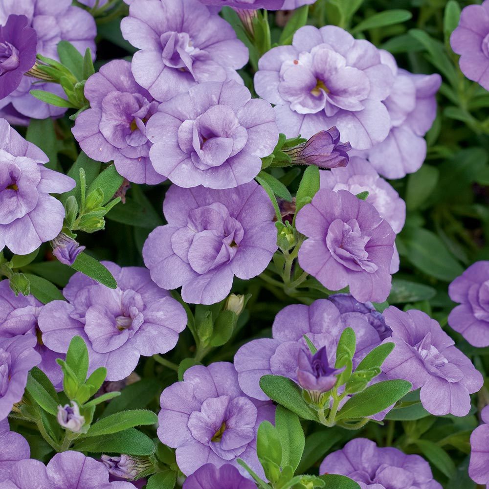 Calita Double Blue Bicolor Calibrochoa Çiçeği Fidesi (2 adet)
