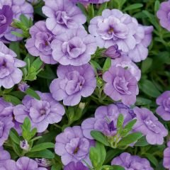 Calita Double Blue Bicolor Calibrochoa Çiçeği Fidesi (2 adet)