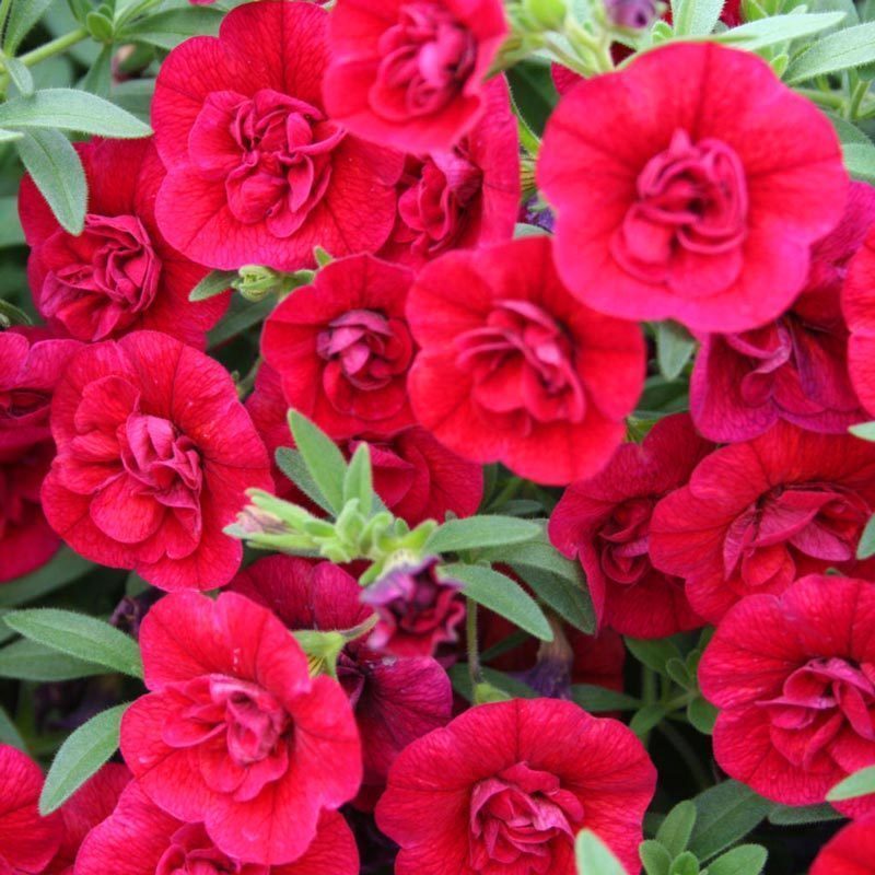 Calita Double Cherry Red Calibrochoa Çiçeği Fidesi (2 adet)
