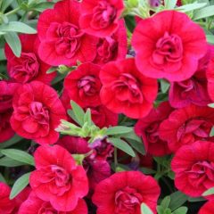 Calita Double Cherry Red Calibrochoa Çiçeği Fidesi (2 adet)