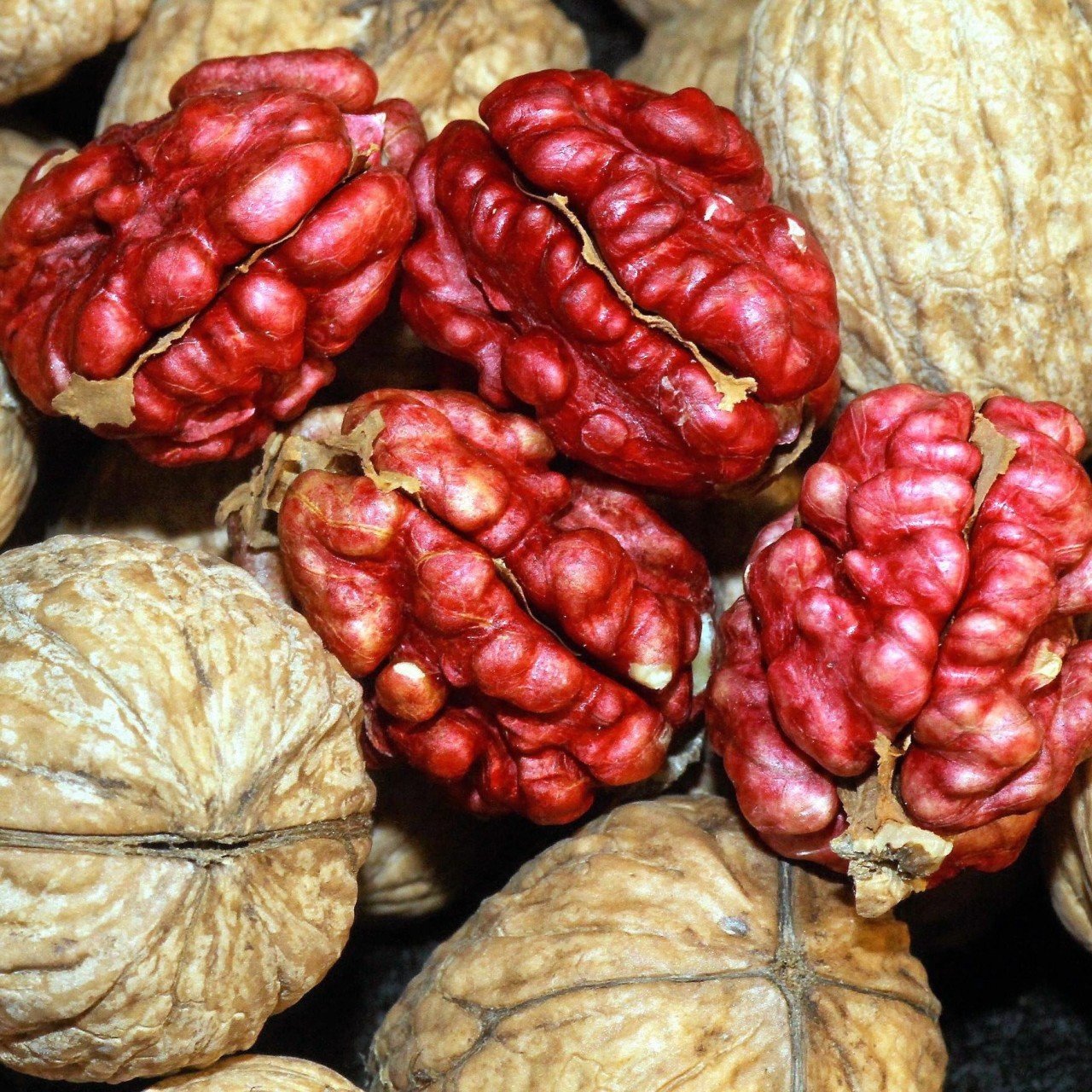 Tüplü Özel Üretim R.Livermore Kırmızı Ceviz Fidanı (Sınırlı Sayı)