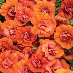 Calita Double Orange Calibrochoa Çiçeği Fidesi (2 adet)