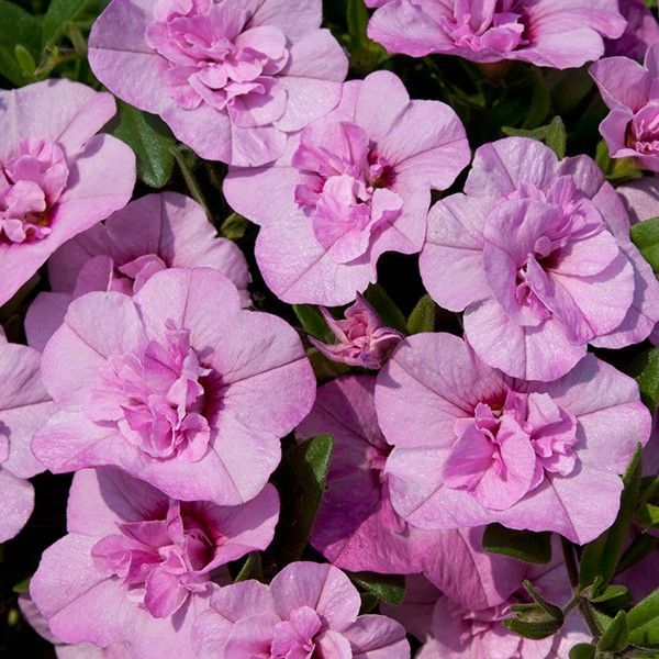 Calita Double Pink Calibrochoa Çiçeği Fidesi (2 adet)