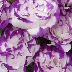 Katmerli S.Blue Picotee Lisianthus Çiçeği Fidesi (3 Adet)