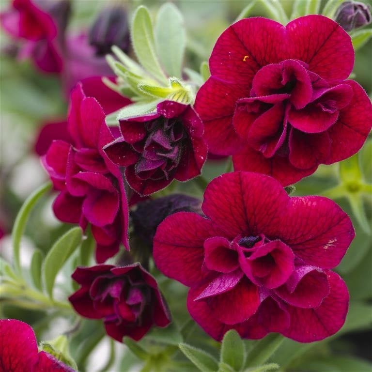 Calita Double Red Calibrochoa Çiçeği Fidesi (2 adet)
