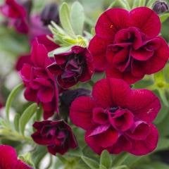 Calita Double Red Calibrochoa Çiçeği Fidesi (2 adet)