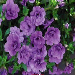 Calita Double Sky Blue Calibrochoa Çiçeği Fidesi (2 adet)