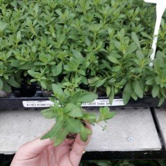 Calita Double Snow Calibrochoa Çiçeği Fidesi (2 adet)