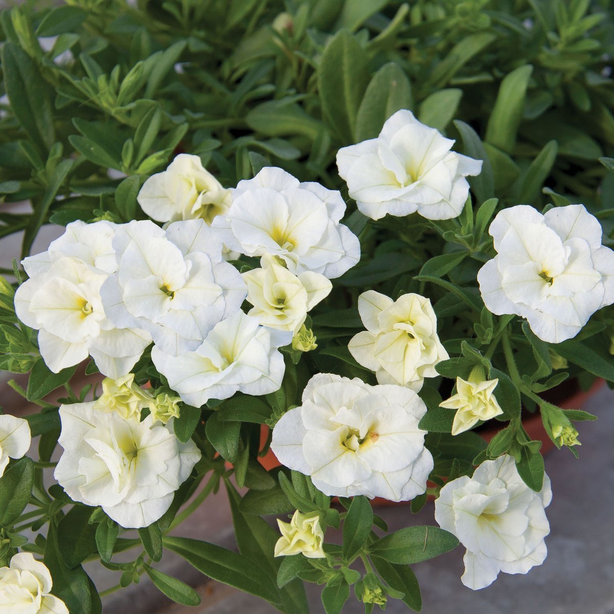 Calita Double Snow Calibrochoa Çiçeği Fidesi (2 adet)