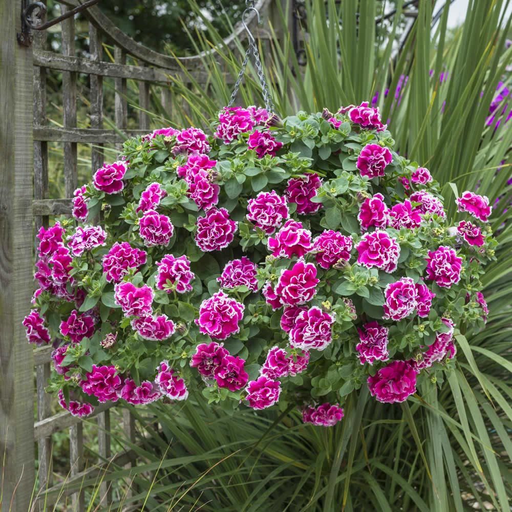 Anna Katmerli Alacalı Petunya Çiçeği Fidesi (2 adet)