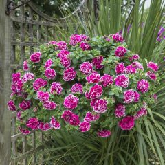 Anna Katmerli Alacalı Petunya Çiçeği Fidesi (2 adet)