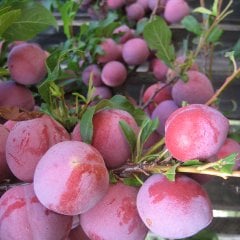 Tüplü Aşılı Erkenci Bol Verimli Red Beauty Japon Erik Fidanı