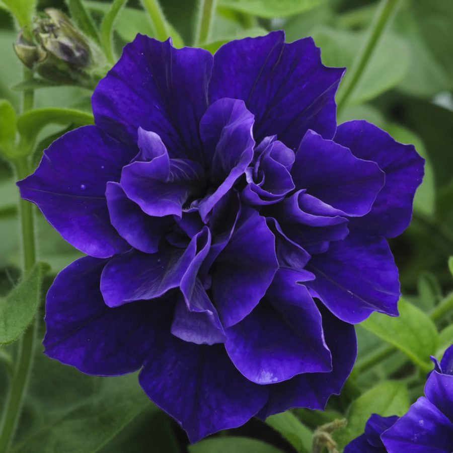 Belinda Katmerli Blue Petunya Çiçeği Fidesi (2 adet)