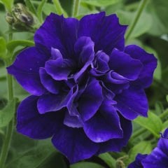 Belinda Katmerli Blue Petunya Çiçeği Fidesi (2 adet)