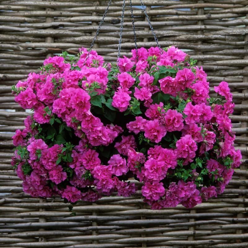 Candyfloss Katmerli Petunya Çiçeği Fidesi (3 adet)