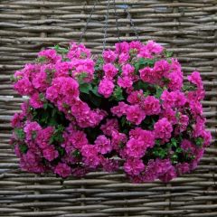 Candyfloss Katmerli Petunya Çiçeği Fidesi (3 adet)