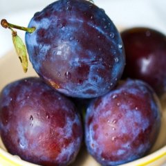 Tüplü Aşılı Yüksek Verimli Aromatik Freze Japon Erik Fidanı
