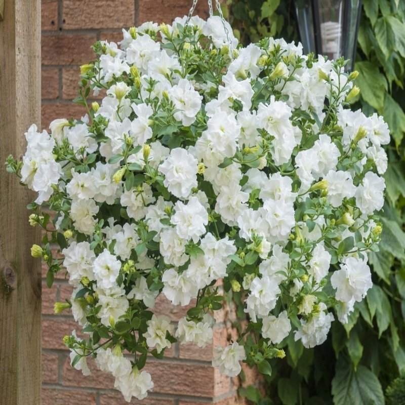 White Katmerli Tumbelina Diana Petunya Çiçeği Fidesi (2 adet)