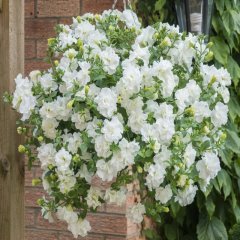 White Katmerli Tumbelina Diana Petunya Çiçeği Fidesi (2 adet)