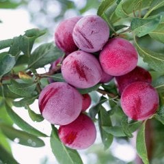Tüplü Aşılı Leziz Verimli Santa Rosa Japon Erik Fidanı