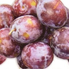 Tüplü Aşılı Bol Verimli Prizantin Japon Erik Fidanı