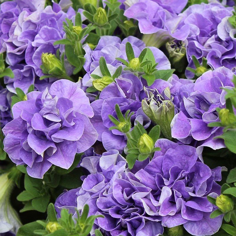 Maria Katmerli Kokulu Mavi Petunya Çiçeği Fidesi (2 adet)