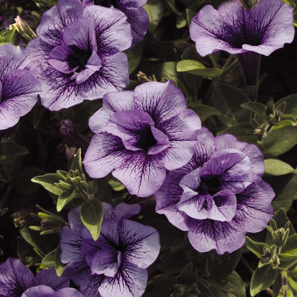 Priscilla Sarkan Katmerli Kokulu Petunya Çiçeği Fidesi (2 fide)