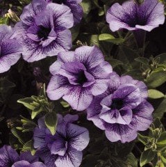 Priscilla Sarkan Katmerli Kokulu Petunya Çiçeği Fidesi (2 fide)