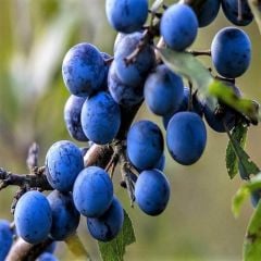 Tüplü Aşılı Nadir Bulunan Çakal Eriği Erik Fidanı