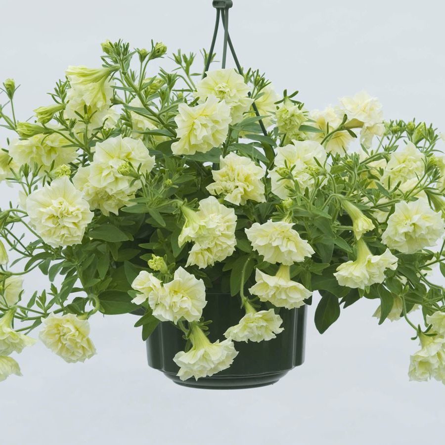 Susanna Katmerli Kokulu Petunya Çiçeği Fidesi (2 adet)