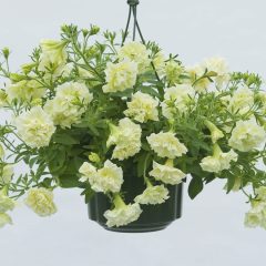 Susanna Katmerli Kokulu Petunya Çiçeği Fidesi (2 adet)