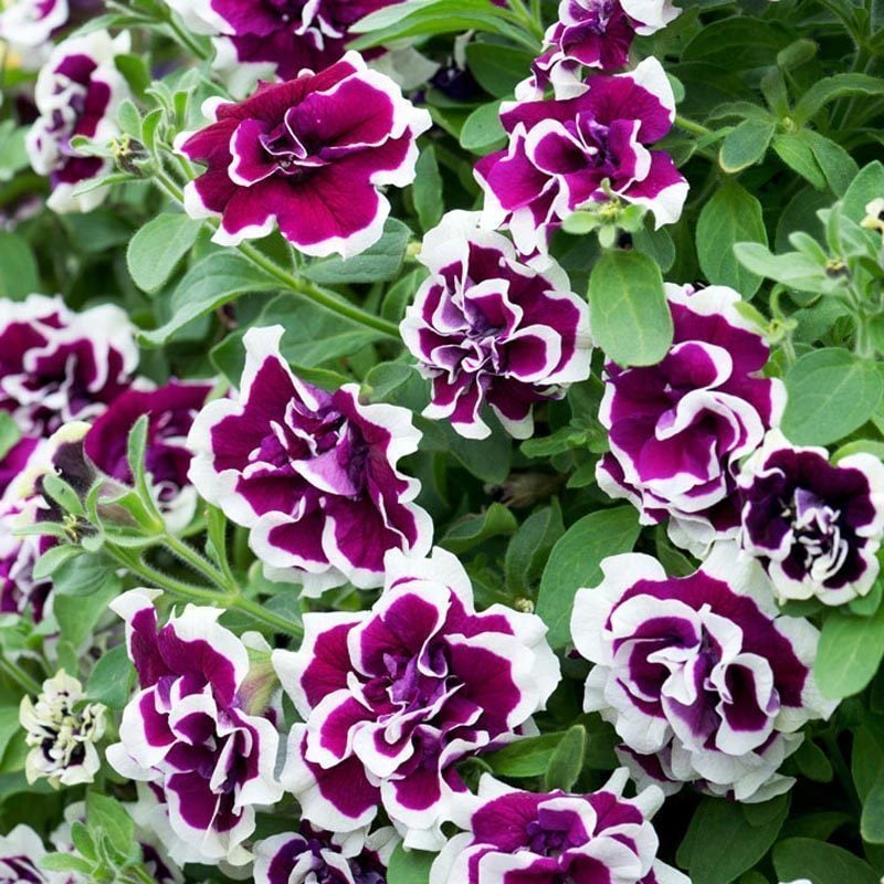 Bella Katmerli Petunya Çiçeği Fidesi (2 adet)