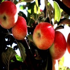 Tüplü Aşılı Kokulu Bol Sulu Yarı Bodur Amasya Misket Elma Fidanı