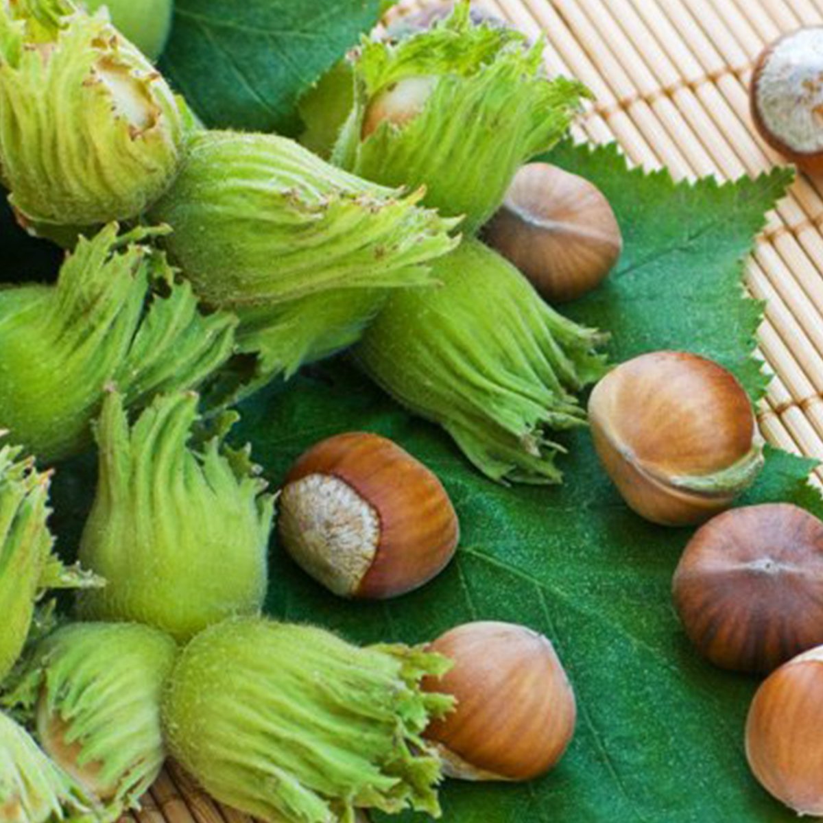 Tüplü Geleneksel Ordu Çakıldak Fındık Fidanı