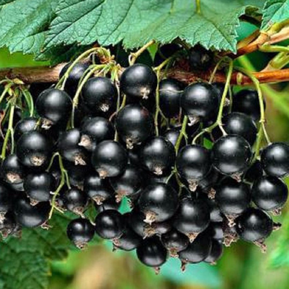 Tüplü Aromatik Siyah Golyat Frenk Üzümü Fidanı (4 Yaş)
