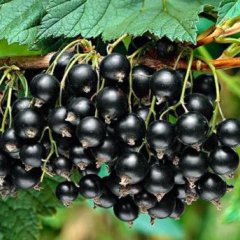 Tüplü Aromatik Siyah Golyat Frenk Üzümü Fidanı (4 Yaş)