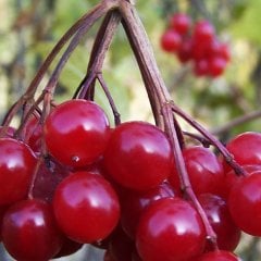 Tüplü Özel Ürün Girebolu Gilaboru Gilaburu,Girabolu Fidanı