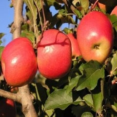 Tüplü Aşılı Sert Bol Sulu Leziz Yarı Bodur Kanzi Elma Fidanı
