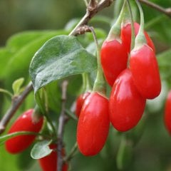 Tüplü Goji Berry (Kurt Üzümü) Fidanı (Meyve Verme Yaşında)