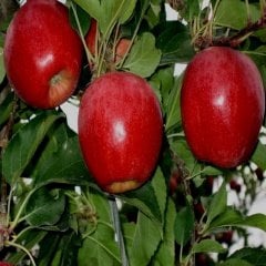 Tüplü Aşılı Erkenci Sulu Yarı Bodur Brookfiel Gala Elma Fidanı