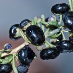 Tüplü Nadir Bulunan Siyah Goji Berry Fidanı (Meyve Verme Yaşında)