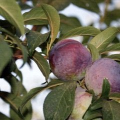 Tüplü Aşılı Bol Verimli Yarıbodur Friar Japon Erik Fidanı