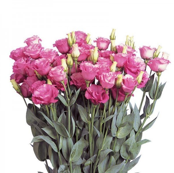 Katmerli Papillon Pink Blush Lisianthus Çiçeği Tohumu (5 tohum)