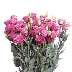 Katmerli Papillon Pink Blush Lisianthus Çiçeği Tohumu (5 tohum)