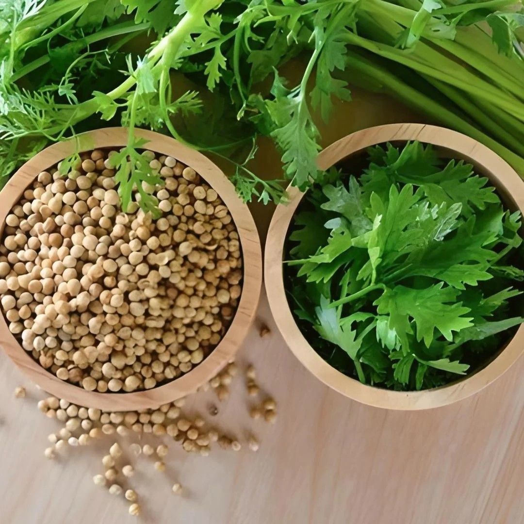 Ata Tohumları Geniş Yaprak Doğal Aşotu Kişniş Tohumu (1 kg)