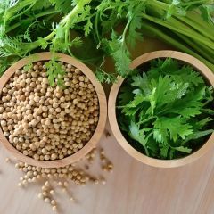 Ata Tohumları Geniş Yaprak Doğal Aşotu Kişniş Tohumu (1 kg)