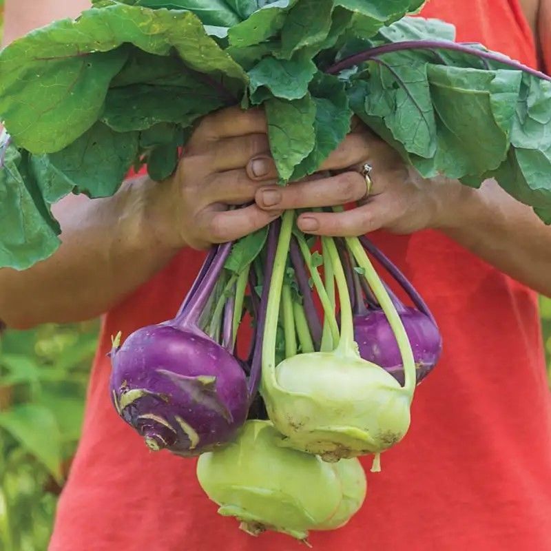 Ata Tohumları Geleneksel Mixed Kohlrabi (Alabaş) Tohumu (15 Tohum)