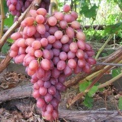 Tüplü Siirt Yüksek Aromalı Tayfi Üzüm Fidanı